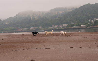 Bella, Nala and Marley three labradors run on a sandy beach