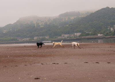 three labradors run on a sandy beach