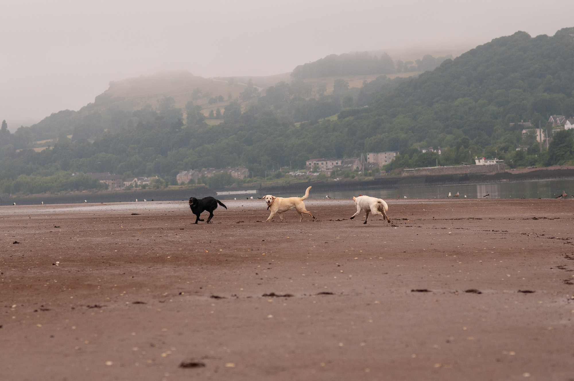 Bella, Nala and Marley three labradors run on a sandy beach