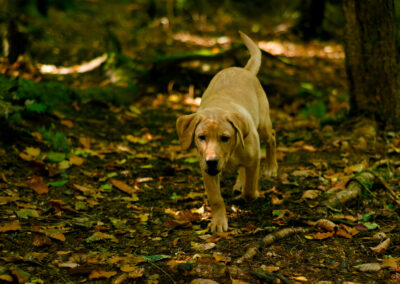 small labrador puppy in a woodland