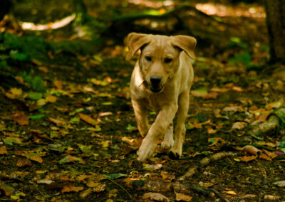 small puppy running in a wood