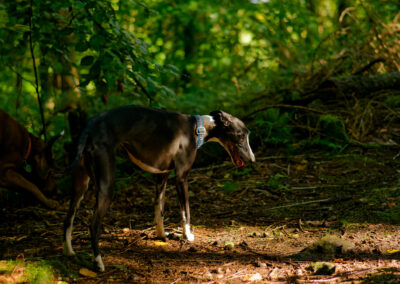 black and white whippet