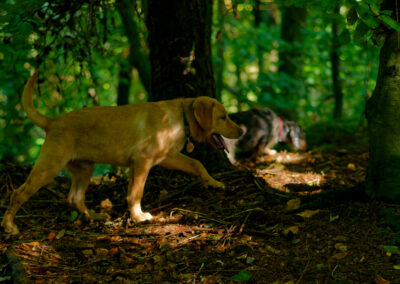 small labrador puppy walking under a tree