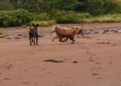 border collie with dogs on the beach