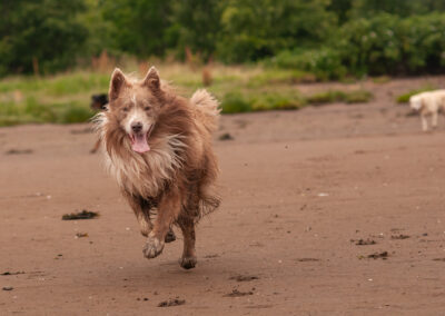 Border collie on the beach