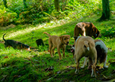 dogs in a woodland clearing