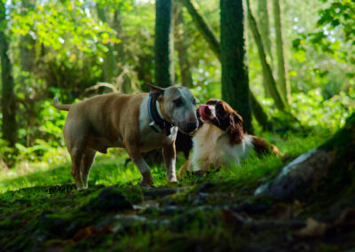 springer spaniel kissing another dog