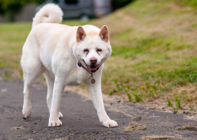 old Akita walking on a path