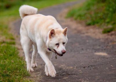 an old arthritic Akita dog