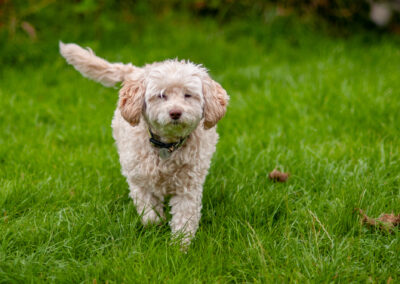 13 year old cream cockapoo
