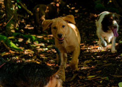 dogs in a wood