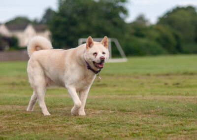 An akita walking on grass