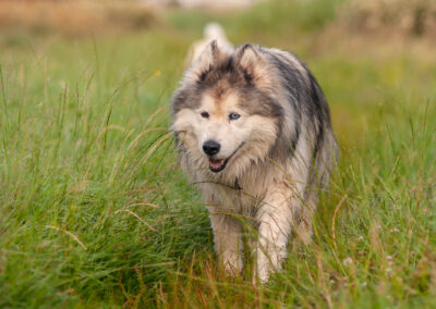 13 year old malamute