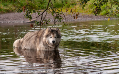 Blue cooling off in the River Gryfe malamute cooling off in a river