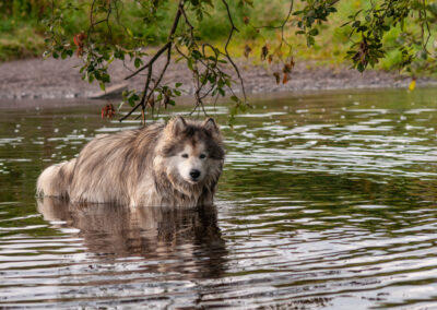 malamute cooling off in a river