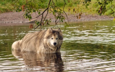 malamute cooling off in a river
