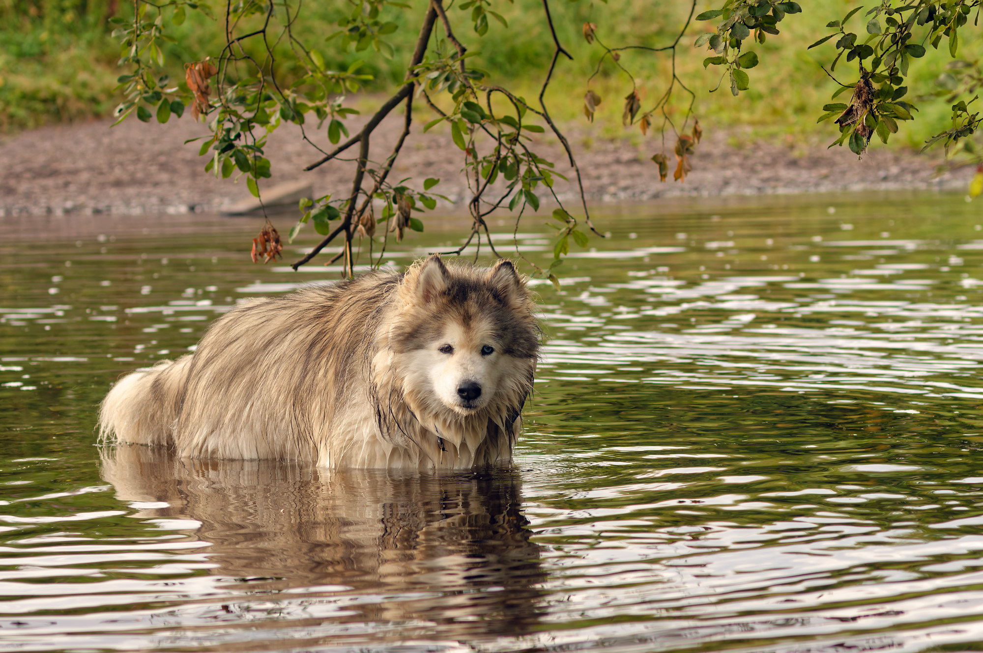 malamute river malamute cooling off in a river