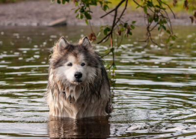 Malamute standing in a river