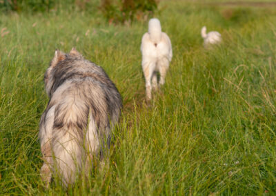 dogs walking in convoy through long grass