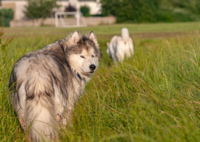 malamute turning round to face the sun
