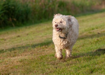 cream cockapoo on grass
