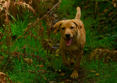 puppy on a woodland walk