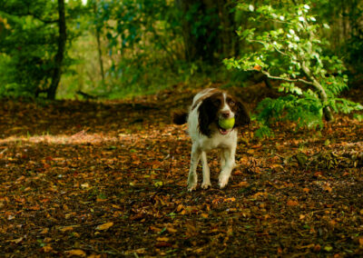 springer spaniel carrying a ball in it's mouth