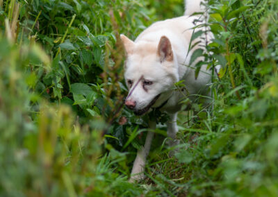 akita in overgrown vegetation