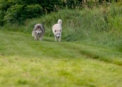 two 13 year old dogs walking on grass