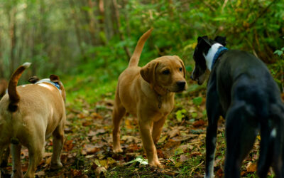 Hudson wants to play larbador puppy wanting to play with a whippet