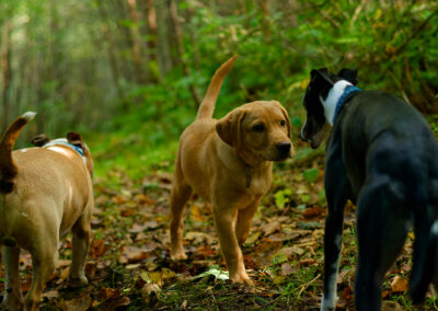 larbador puppy wanting to play with a whippet