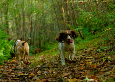 liver and white springer spaniel