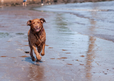 chocolate labrador running on the beach