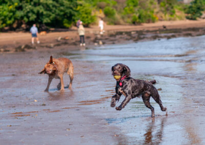 two chocolate dogs on the beach
