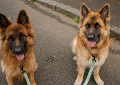 two long haired german shepherds sit on a street road