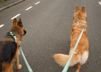 walking two german shepherds on lead