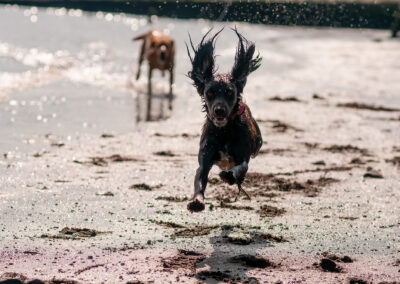 silhouette of a dog on the beach