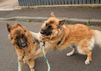 two german shepherds try to play on lead