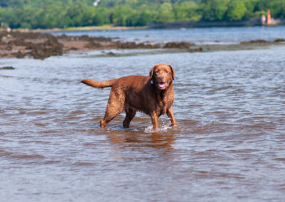 chocolate labrador standing in a river
