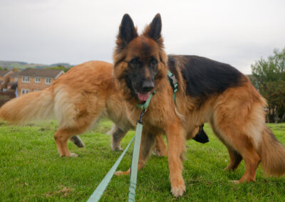 two german shepherds on a park