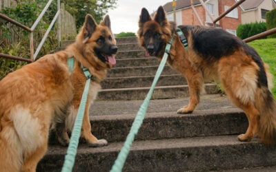 two german shepherds stand on stone steps