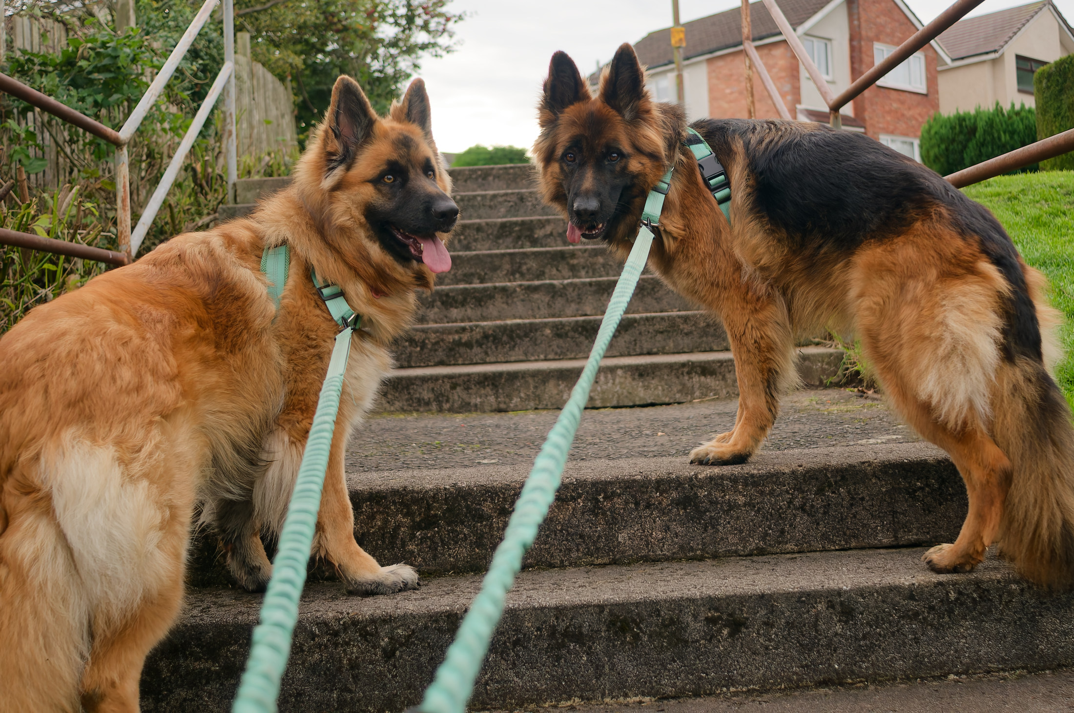 We go up some steps two german shepherds stand on stone steps