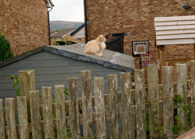 cat sitting on a shed roof