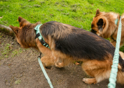 dogs on lead sniffing grass