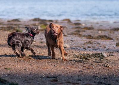 chocolate cocker spaniel with chocolate labrador on the beach
