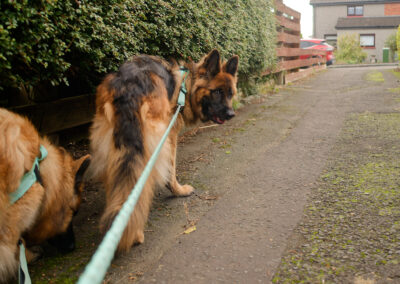 walking two dogs on a public path