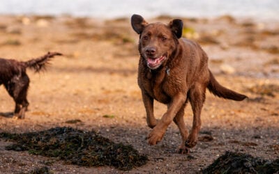 labrador running on the beach