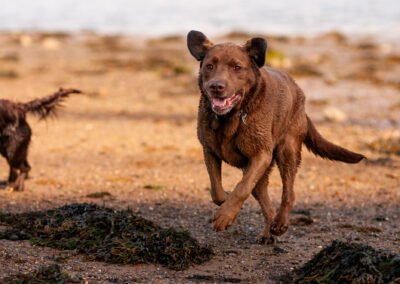 labrador running on the beach