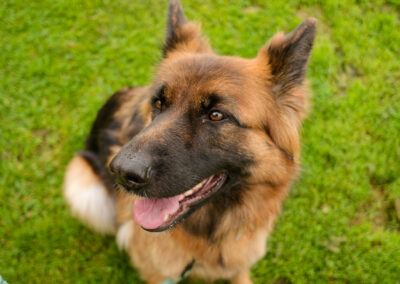 german shepherd dog photo taken using a wide angle lens