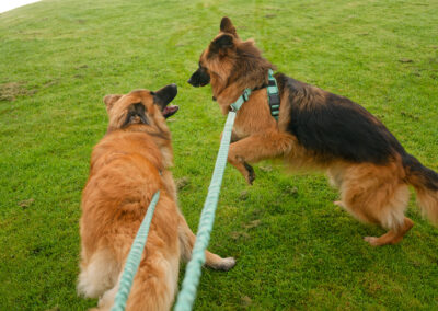german shephers playing while on lead